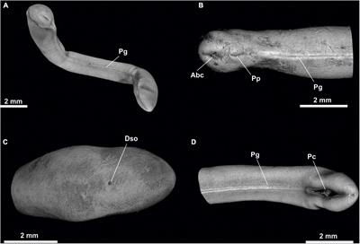 Computed Microtomography (Micro-CT) in the Anatomical Study and Identification of Solenogastres (Mollusca)